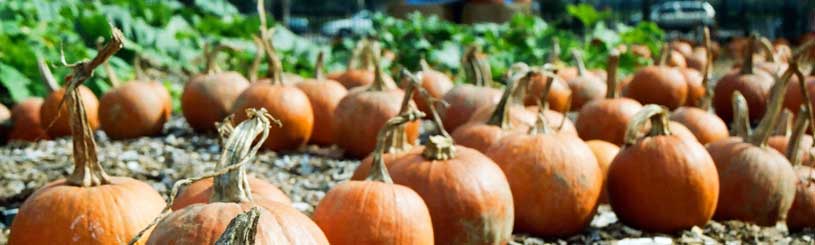 Red Hook Farm, USA Learn about the positive effects urban agriculture is having around the world