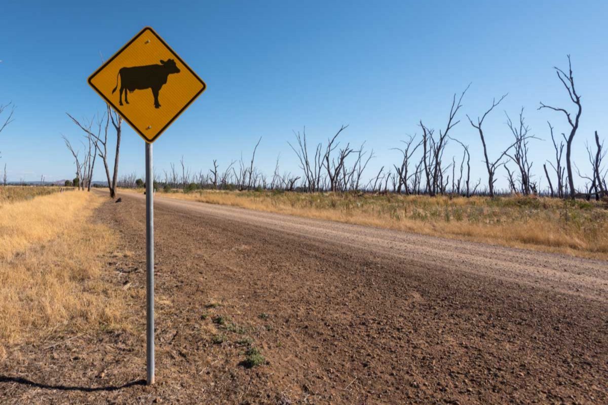 Australian cow sign. Credit: Richard Pantling | Pexels