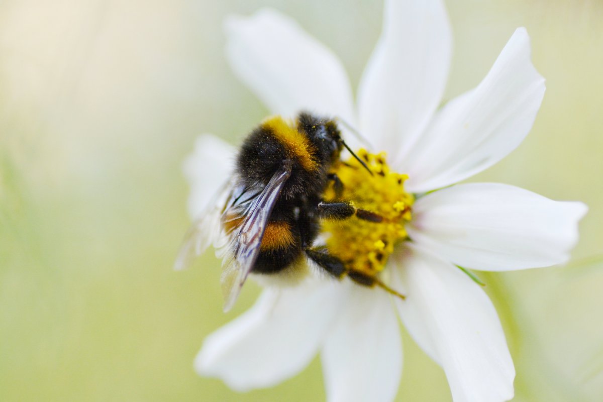 Bee perching on white flower. Credit: Kristine Tanne / Unsplash