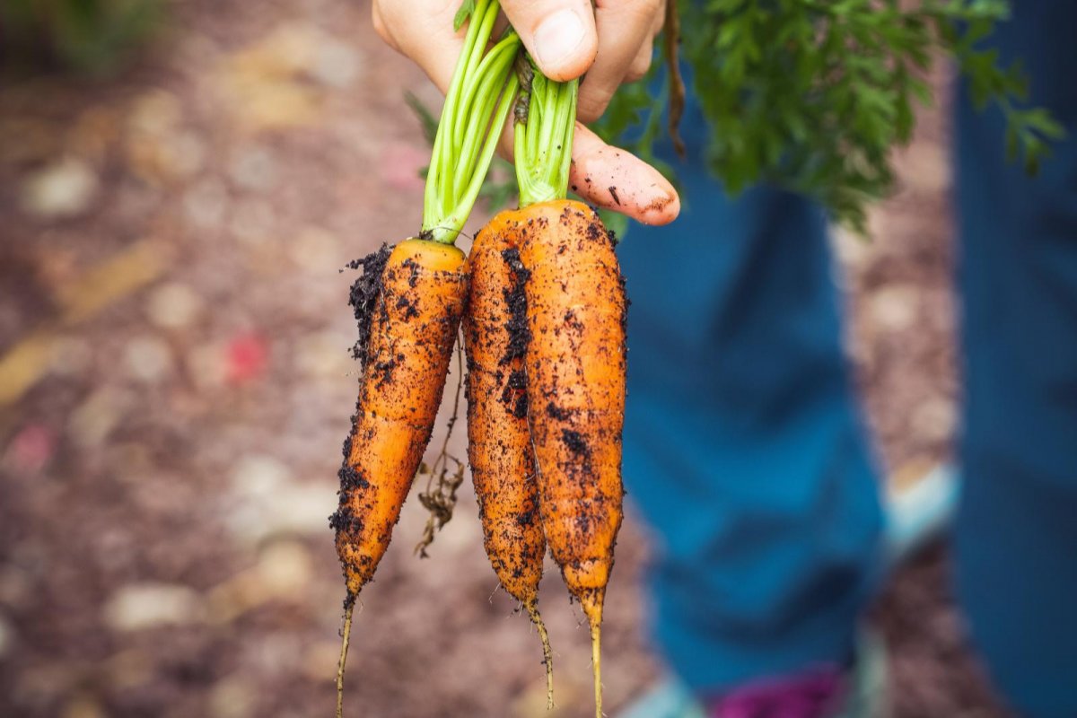 Carrots. Credit: Pexels