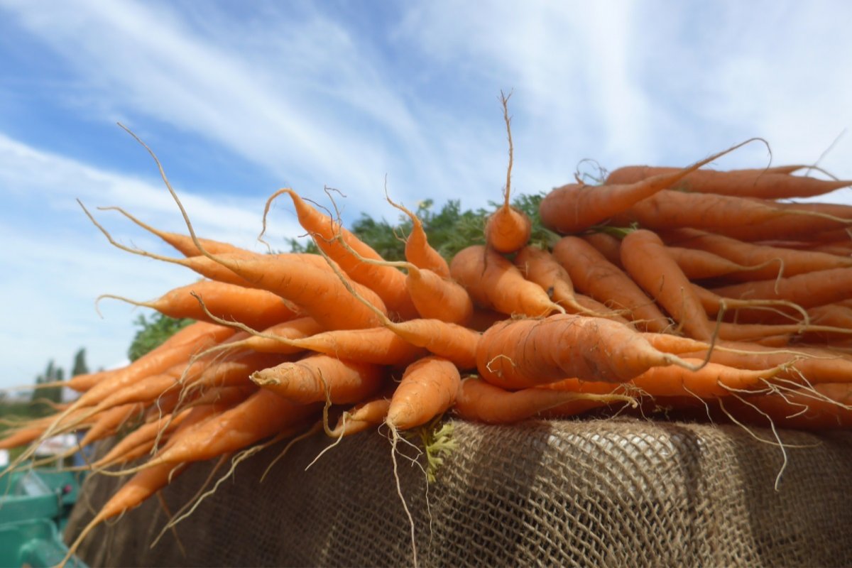Carrots. Credit: Sarah Hannant | Sustain