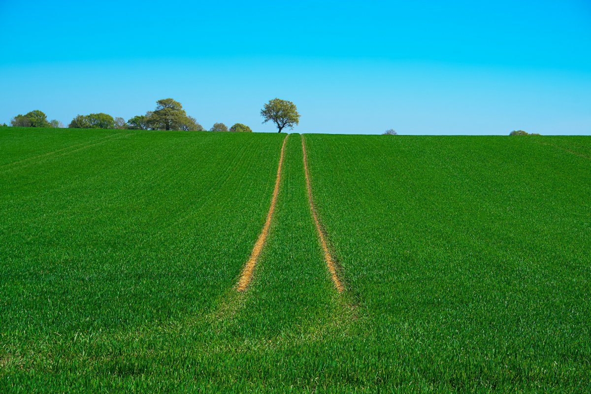 Grass field. Credit: Mike 4208435 | Pexels