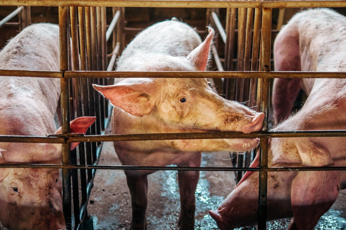 Pigs in cages.. Credit: Narong Khueankaew