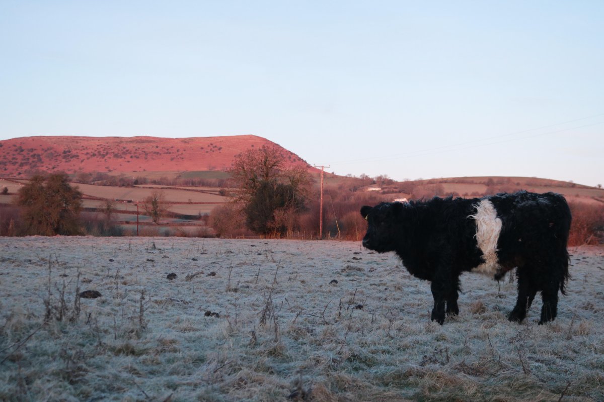 Belted Galloway at Three Pools Farm. Credit: Huw Evans 