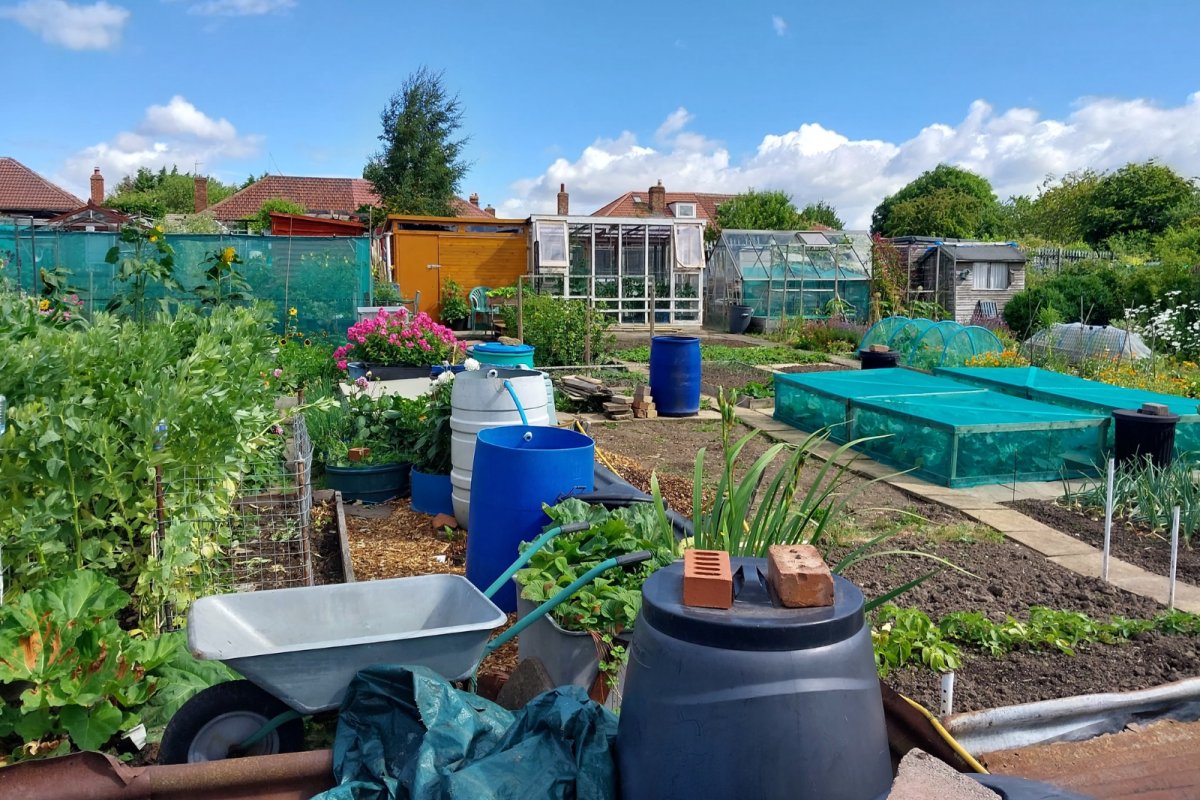 Oxbridge & Spennithorne allotments. Credit: Stockton Food Power Network