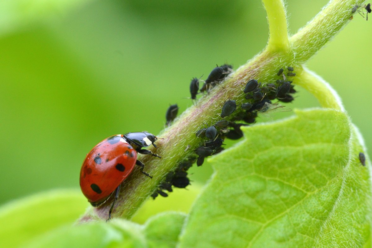 learn about natural pest management. Credit: Ediecz: Shutterstock
