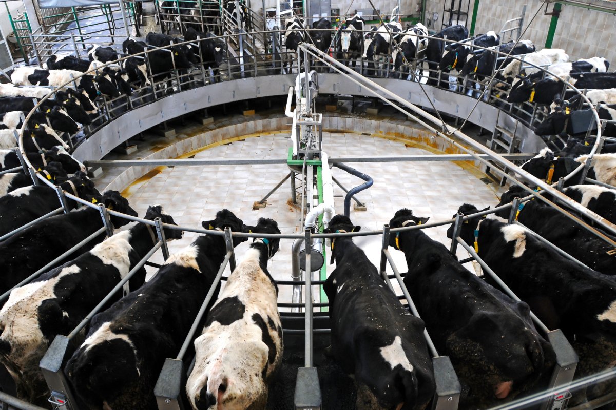 Cow milking facility. Credit: Official | shutterstock