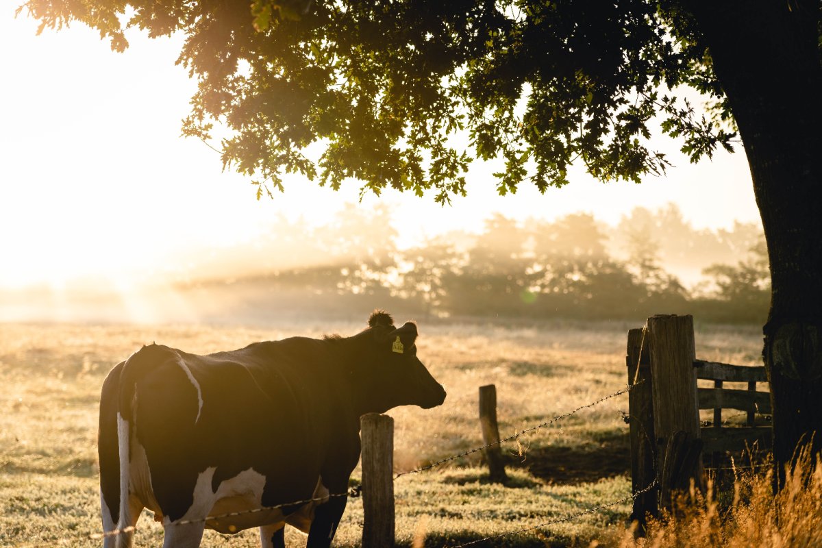 A cow in a field. Credit: Lukas Hartmann | Pexels