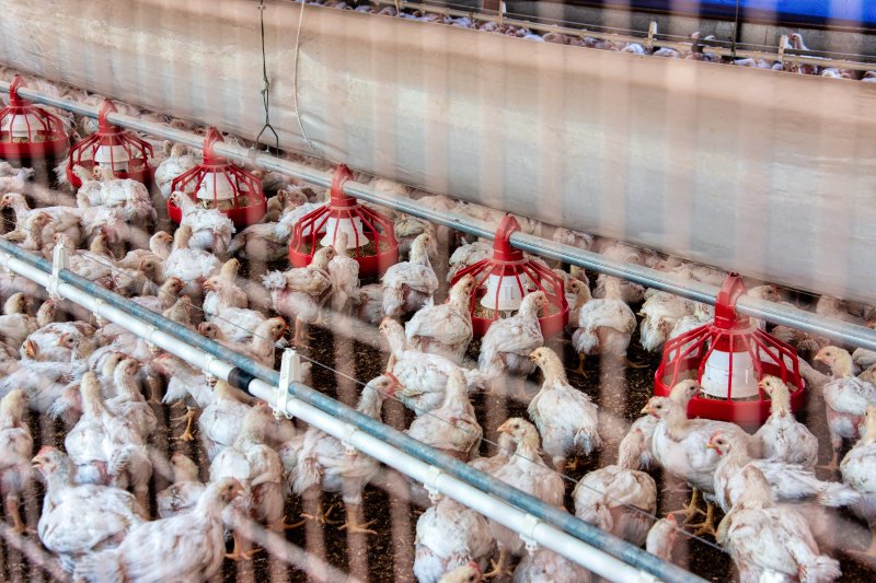 Industrial chicken farm. Credit: Lucian Coman: Shutterstock