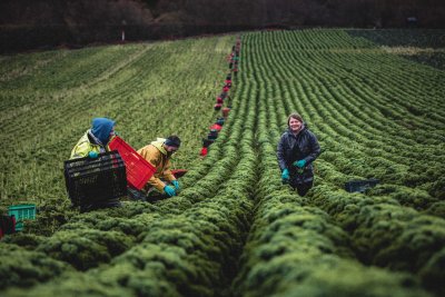 Riverford farmers. Copyright: Riverford