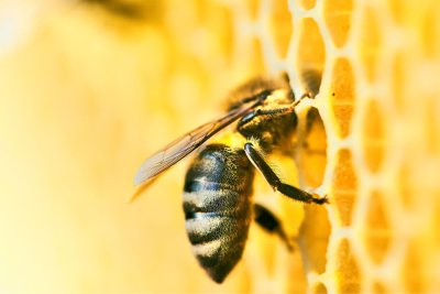 Honey bee. Credit: Shutterstock