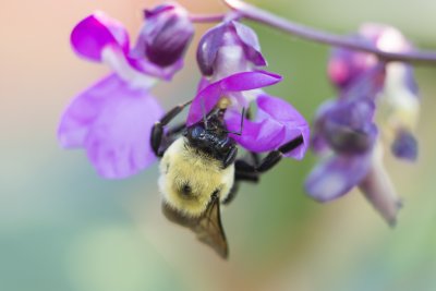 Bumblebee on a bean flower. Credit: Mircea Costina: Shutterstock