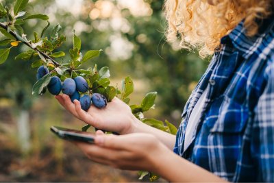 Can technology play a role in agroecology? Credit: dekazigzag: Shutterstock