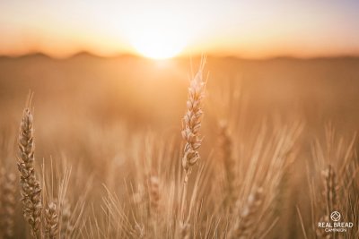 Wheat field. Credit: Canva