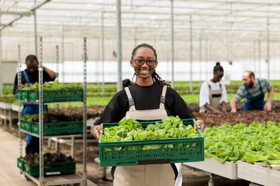 Local Food Plan - growing salad. Credit: DC Studio | Shutterstock