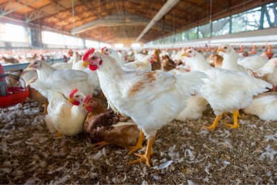 Industrial chicken farm.. Credit: Photoarte: Shutterstock