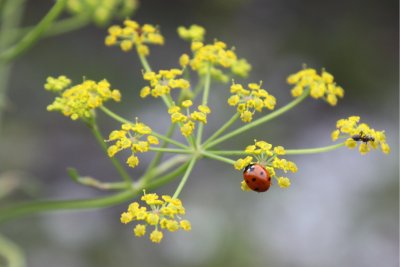 Ladybird on a flower. Credit: Anna Nas | Shutterstock