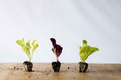 Mixed lettuce seedlings. Credit: Rocket Gardens