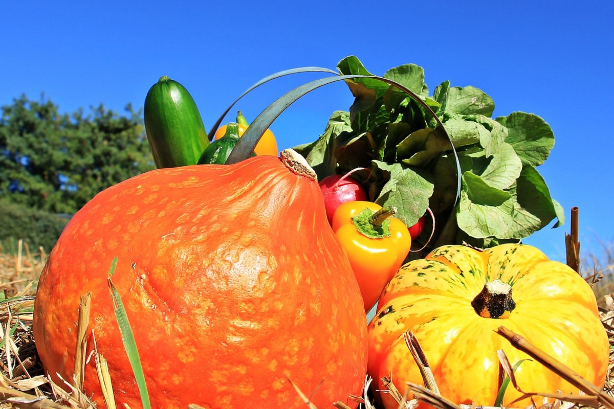 Pumpkin and veg havest. Credit: Pixabay