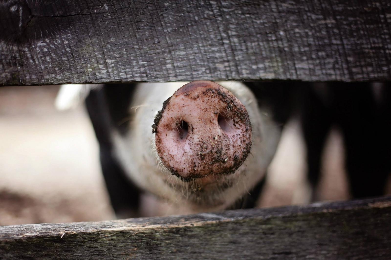 Pig in sty. Photo credit: Pexels
