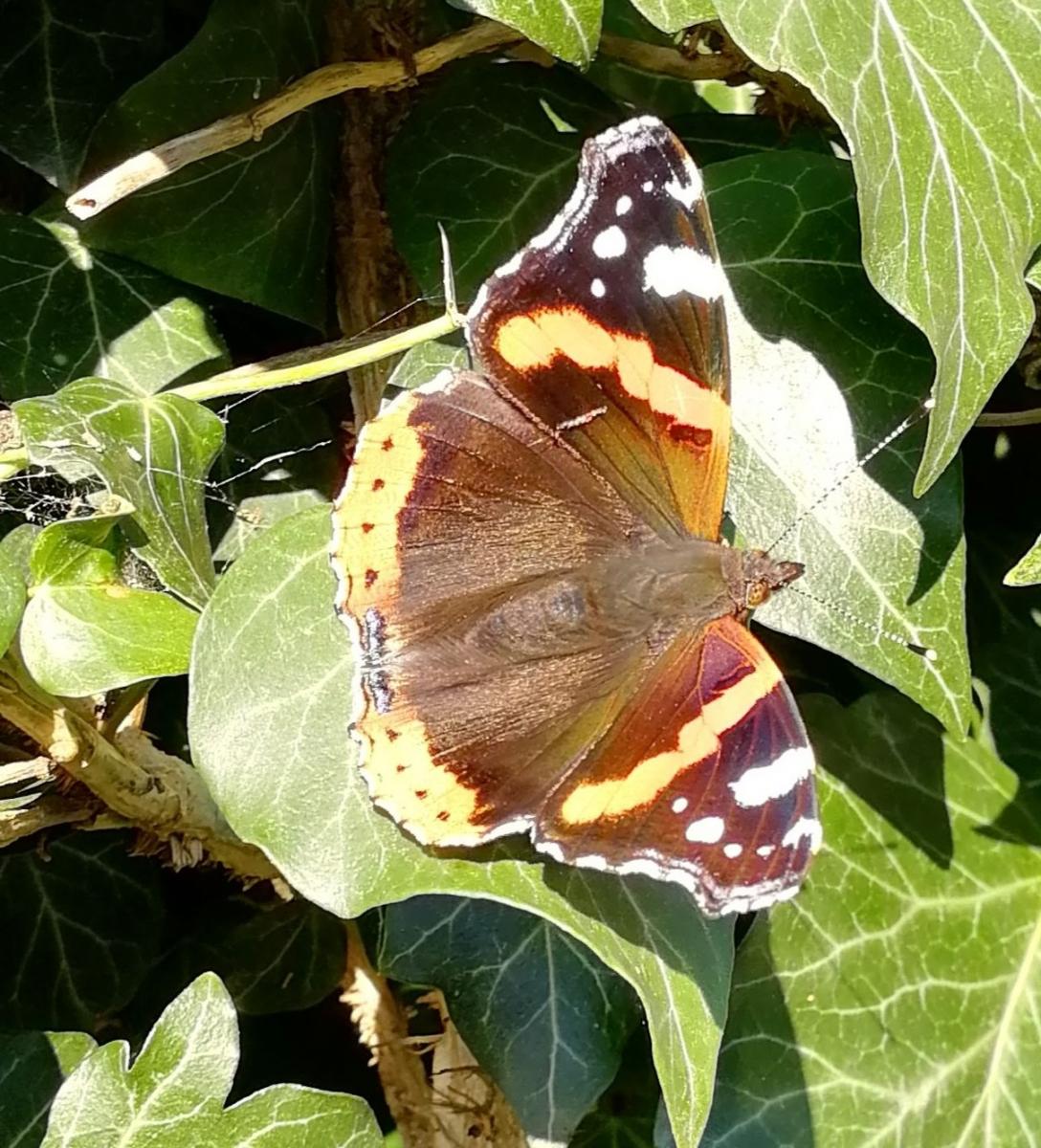 Red Admiral Butterfly Credit V Hird
