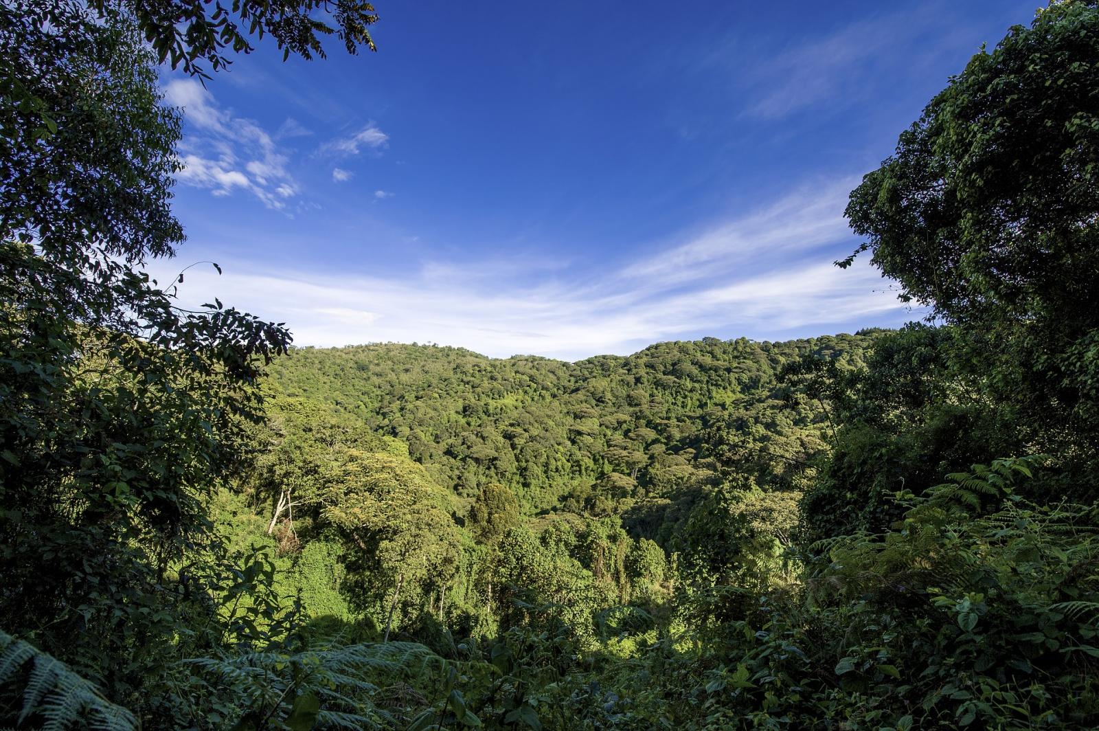 Ugandan jungle. Photo credit: Pixabay